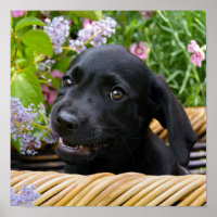 Cute Black Labrador Retriever Dog Puppy Pet Photo