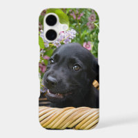 Cute Black Labrador Retriever Dog Puppy Photo *