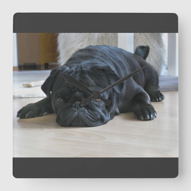 Cute Black Pug Puppy Wall Clock (Front)
