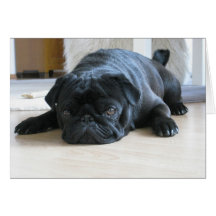 Cute Black Pug Sleeping