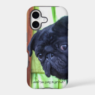 Cute Black Pug With Attitude Photo