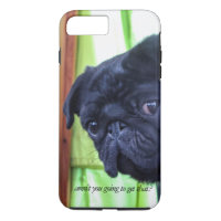 Cute Black Pug With Attitude Photo