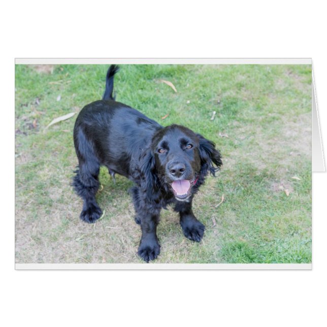 Cute Black Puppy (Front Horizontal)