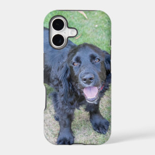 Cute Black Puppy