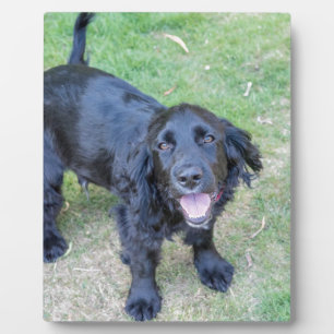 Cute Black Puppy Plaque