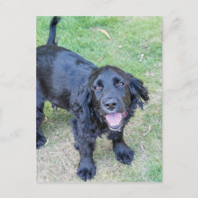 Cute Black Puppy Postcard (Front)