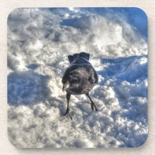 Cute Black Raven in the Snow Photo Coaster