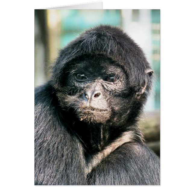 CUTE BLACK SPIDER MONKEYCard (Front)