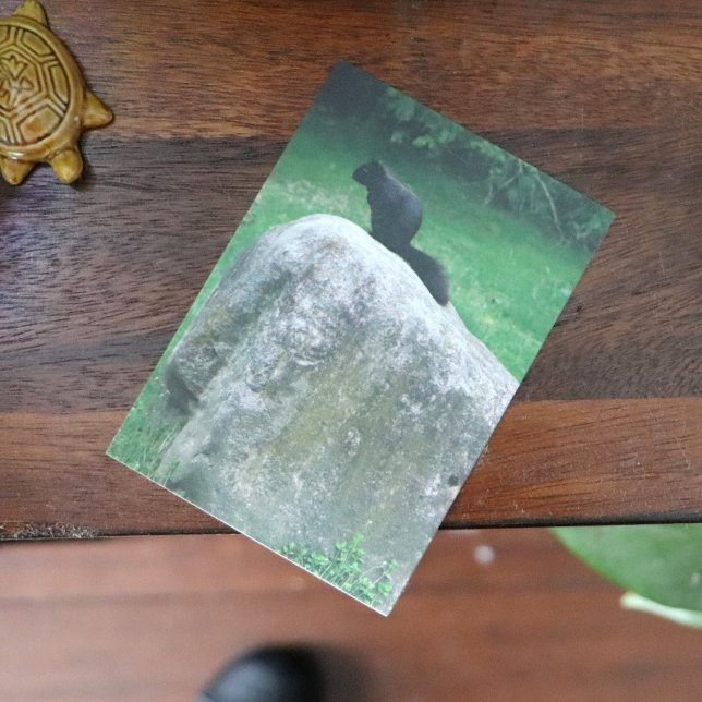 Cute Black Squirrel on a Rock Nature Squirrels     Poster (Creator Uploaded)