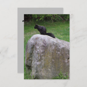 Cute Black Squirrel on a Rock Nature Squirrels     Thank You Card