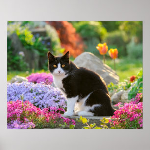 Cute Black White Cat in a Colourful Flowery Garden Poster