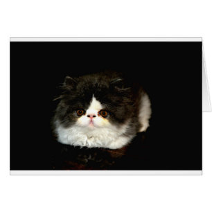 Cute black white kitten cat