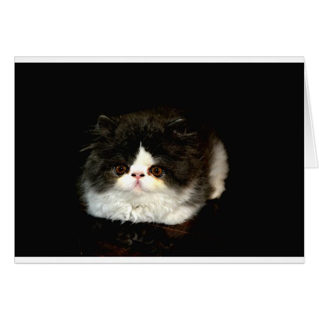 Cute black white kitten cat (Front Horizontal)