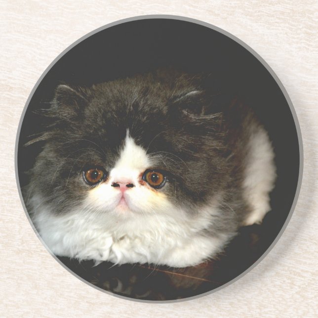 Cute black white kitten cat coaster (Front)