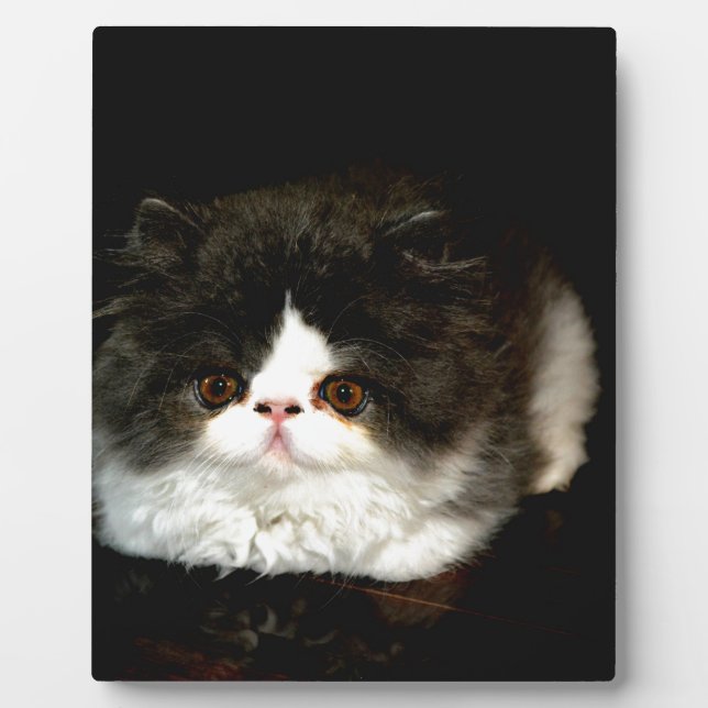 Cute black white kitten cat plaque (Front)