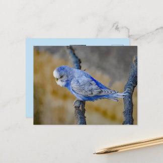Cute Blue Budgie Custom Photo  Postcard
