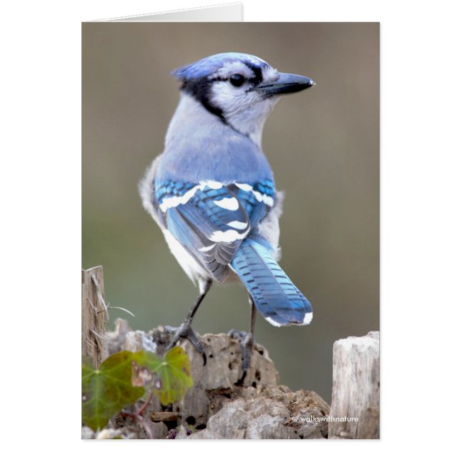 Cute Blue Jay Songbird on Treestump (Front)