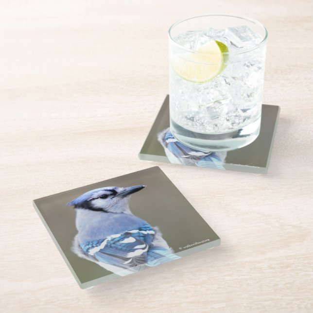 Cute Blue Jay Songbird on Treestump Glass Coaster (Angled)