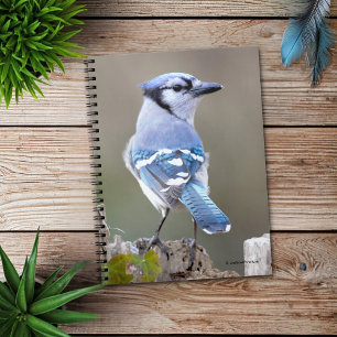 Cute Blue Jay Songbird on Treestump Notebook