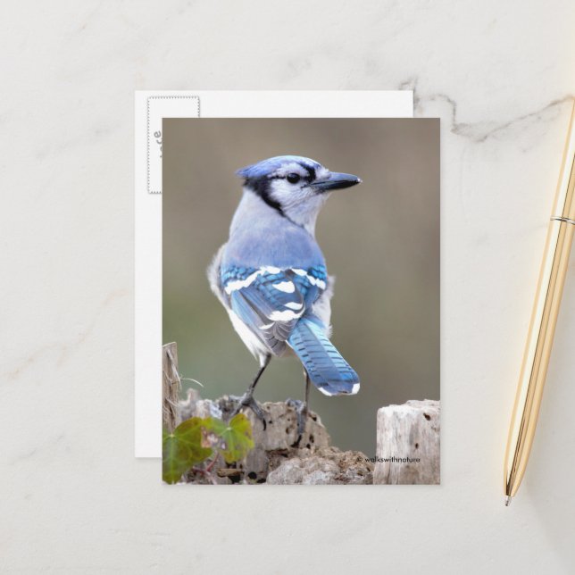 Cute Blue Jay Songbird on Treestump Postcard (Front/Back In Situ)