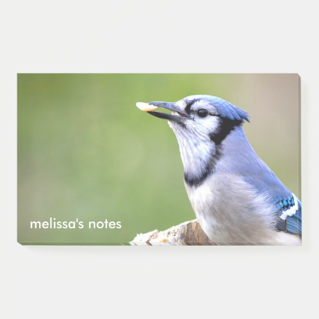 Cute Blue Jay Songbird with Peanut Post-it Notes (Front)