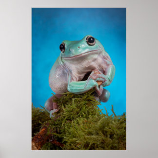 Cute Blue phase Whites tree frog smiling Poster