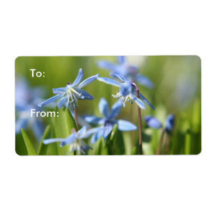 Cute Blue Scilla flowers
