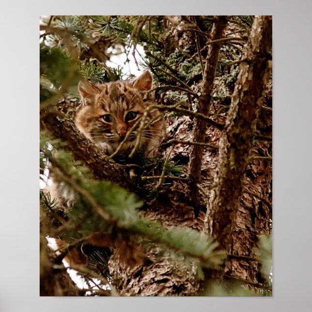 Cute Bobcat Kitten in a Tree Poster (Front)