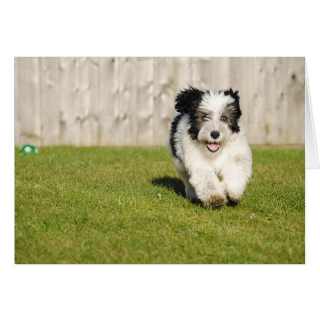 Cute Bobtail Sheepdog (Front Horizontal)
