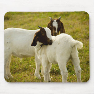 Cute Boer Goats Snuggle Brown and White Mouse Pad