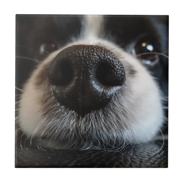 Cute Border Collie Nose Closeup Ceramic Tile (Front)