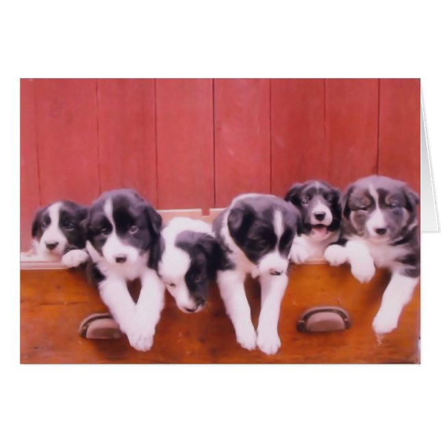 Cute Border Collie Puppies Animal (Front Horizontal)