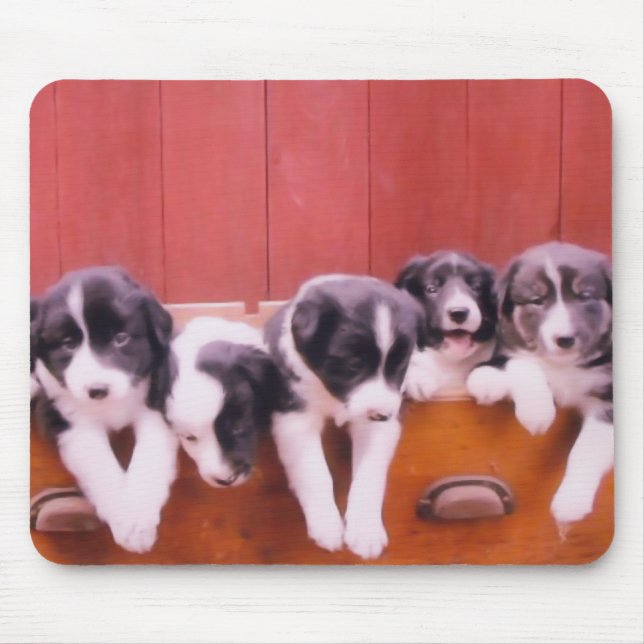 Cute Border Collie Puppies Mouse Pad (Front)