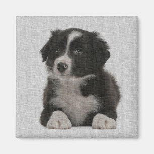 Cute Border Collie Puppy Dog Custom Magnet