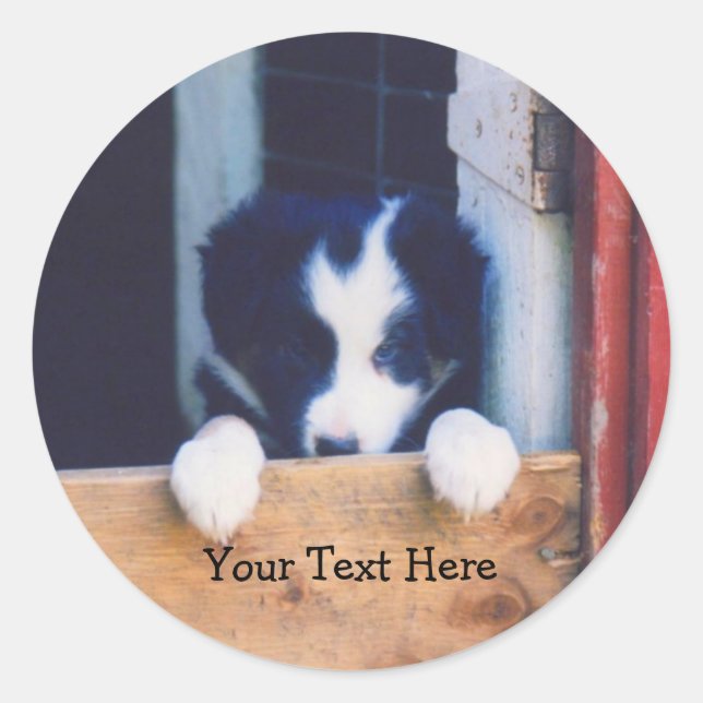 Cute Border Collie Puppy Dog Sticker (Front)