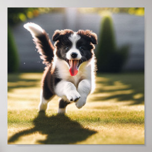 Cute Border Collie puppy Poster