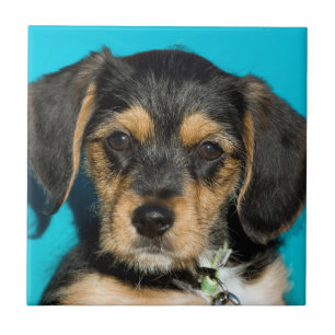 Cute Borkie Puppy Tile