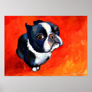 Cute Boston Terrier Dog painting Svetlana Novikova Poster