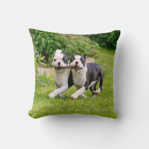 Cute Boston Terrier dogs puppies playing Cushion