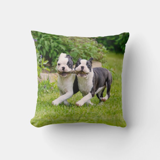 Cute Boston Terrier dogs puppies playing Cushion (Front)