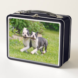 Cute Boston Terrier dogs puppies running and play Metal Lunch Box