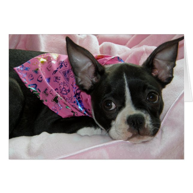 Cute Boston Terrier Puppy (Front Horizontal)