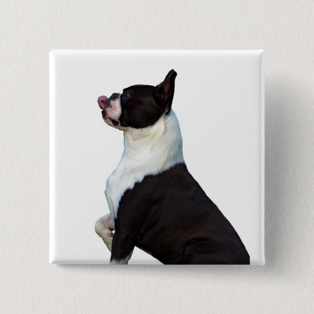 Cute Boston Terrier Square Button (Front)