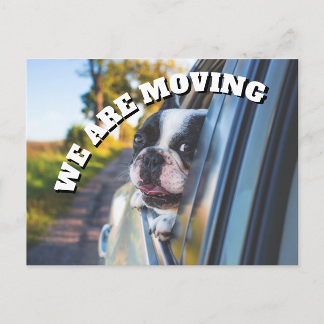 Cute Boxer Dog in Car Change Address Announcement Postcard (Front)