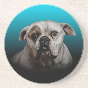 Cute Boxer Dog w Blue Black Gradient  background Coaster