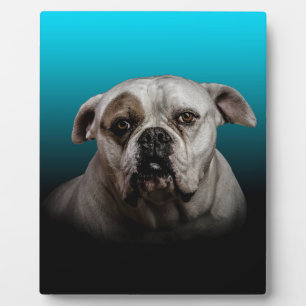 Cute Boxer Dog w Blue Black Gradient  background Plaque