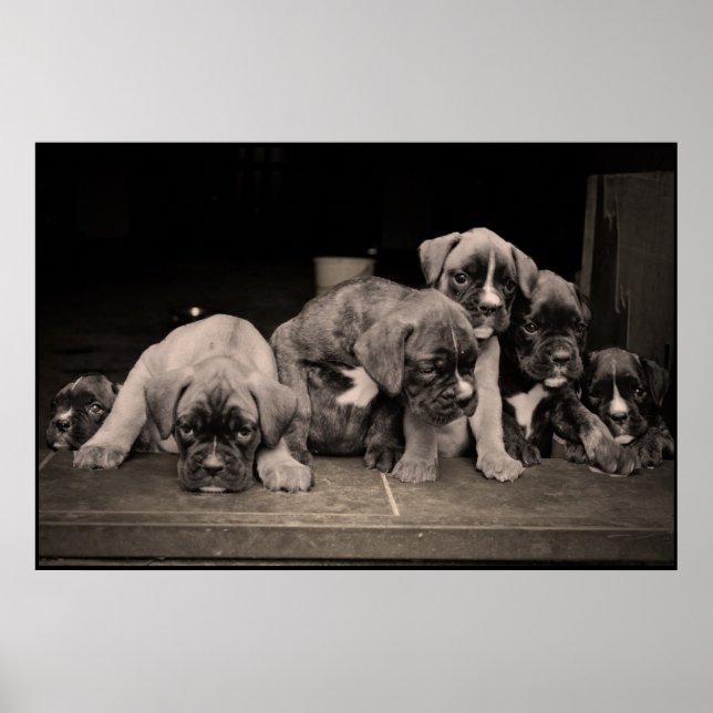 Cute Boxer Puppies Poster (Front)