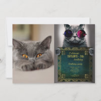 Cute British Shorthair cat