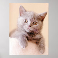 Cute British Shorthair Cat