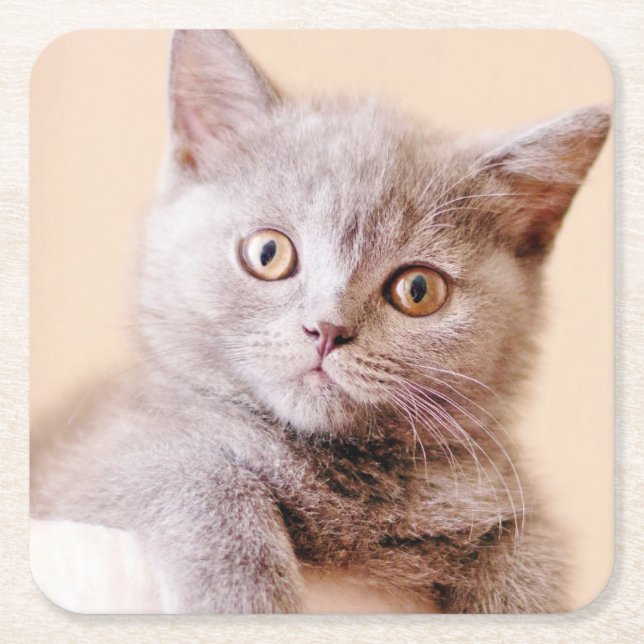Cute British Shorthair Cat Square Paper Coaster (Front)
